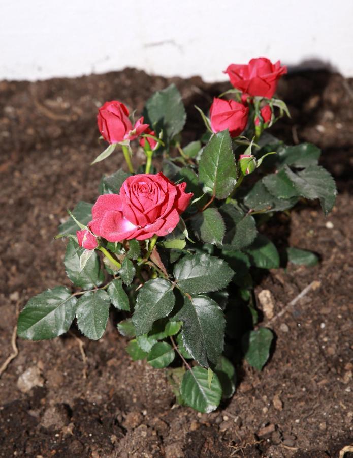 B&B La La Rose Piedimonte San Germano Εξωτερικό φωτογραφία